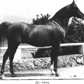 ABU FARWA
