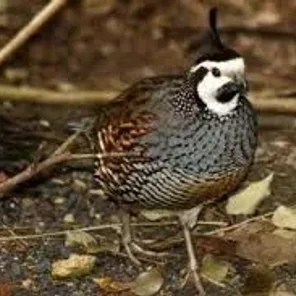 Spot-bellied Bobwhite