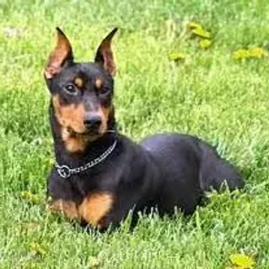 German Pinscher