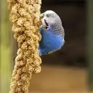 Blue Lutino Cockatiel