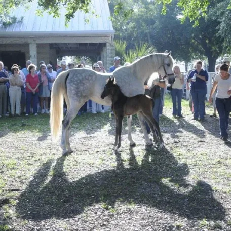 Farenza with Markezza on her side at Wilson Arabians open house party.