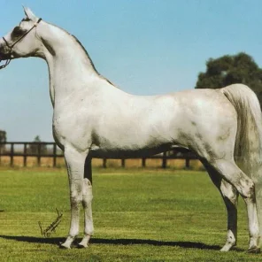 Gai Argosy