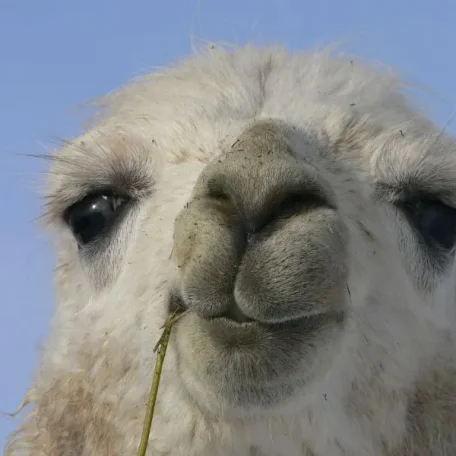 llama, suri