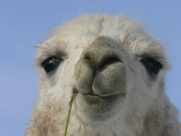 llama, suri