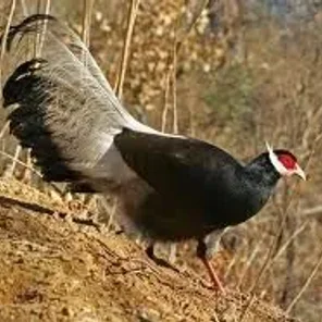 Brown Eared Pheasant