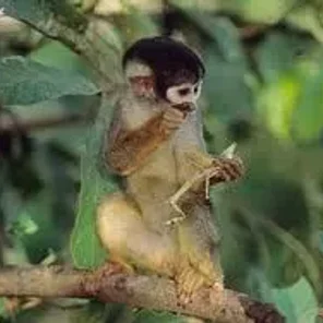 Common Squirrel
