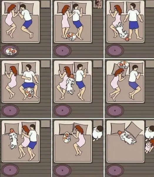 petstreet