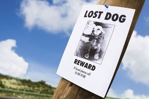 Finding a Lost Pet