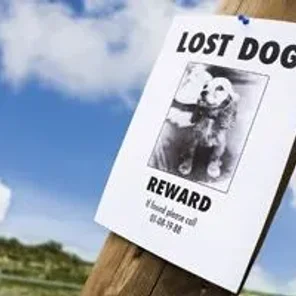 Finding a Lost Pet