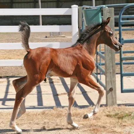 HJ Legacy of Roses weanling 2010 .