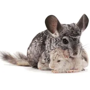 Brevicaudata (Short Tailed)