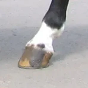 Horse Markings