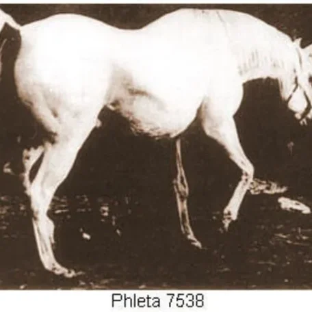 Phleta