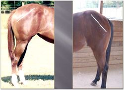 Evaluating Horse Conformation Pt 5