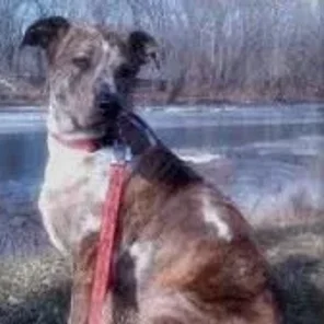 American Bull-Aussie (Designer Dog)