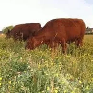 Western Red Polled
