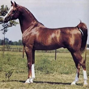 Comanche