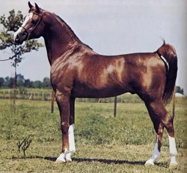 Comanche