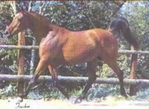 	*ALDEBARAN II