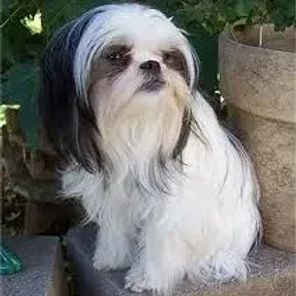 Jatese (Designer Dog)