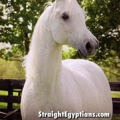 I remember seeing Ora Kalilah showing as a young filly...WOW!!! she was quite the stand-up and show horse! Wish I had a video or picture to share what I saw with you all.