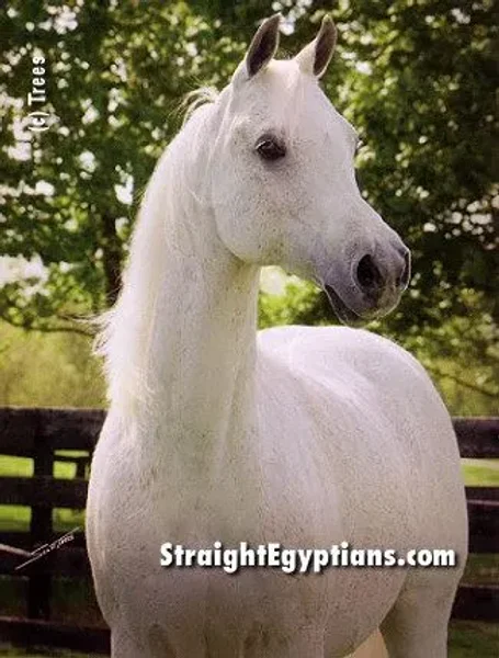 I remember seeing Ora Kalilah showing as a young filly...WOW!!! she was quite the stand-up and show horse! Wish I had a video or picture to share what I saw with you all.