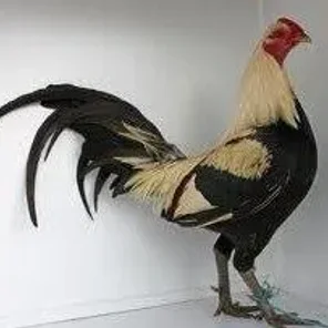 Golden Duckwing Old English