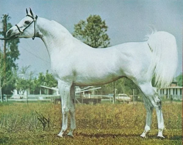 COMAR RAFFDAZON