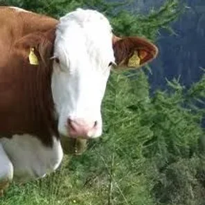 Austrian Simmental
