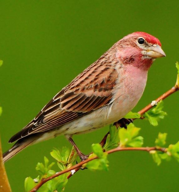 THE HOUSE SPARROW - By Dr. Roger Lederer