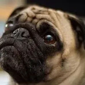 Hug (Designer Dog)