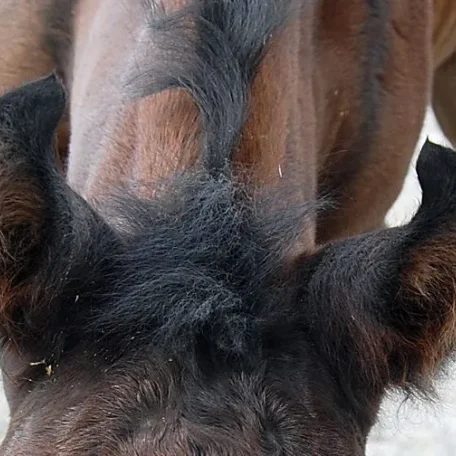Hadrian has the cutest ears ^^