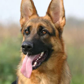German Shepherd - #2 Fav Dog
