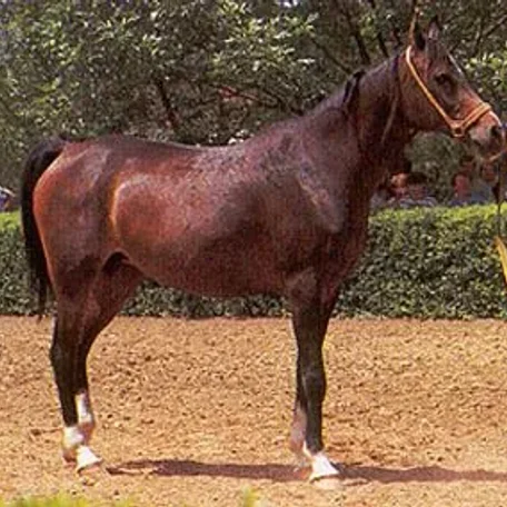 Molva