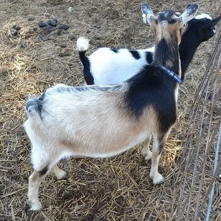 Zee's mother.