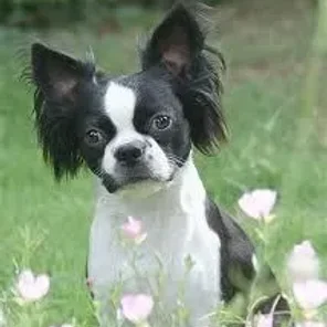 Yorkillon (Designer Dog)