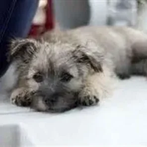 Care-Tzu (Designer Dog)