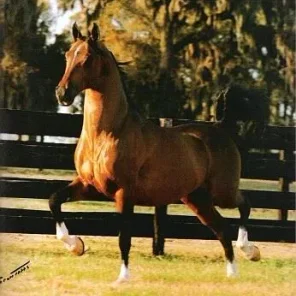 MS Baquero