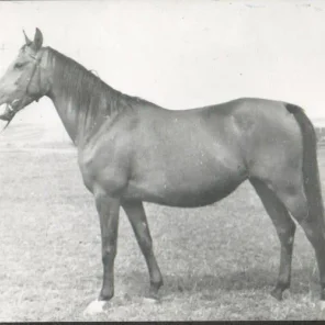 Musailima