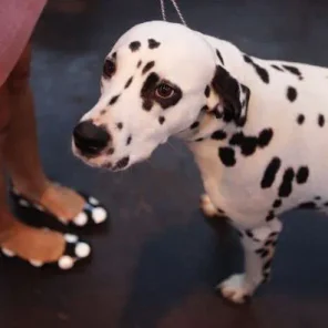 The Twelve Most Difficult Dogs To Train
