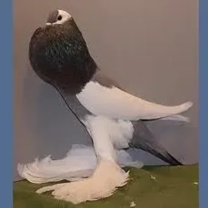 Reversewing Pouter