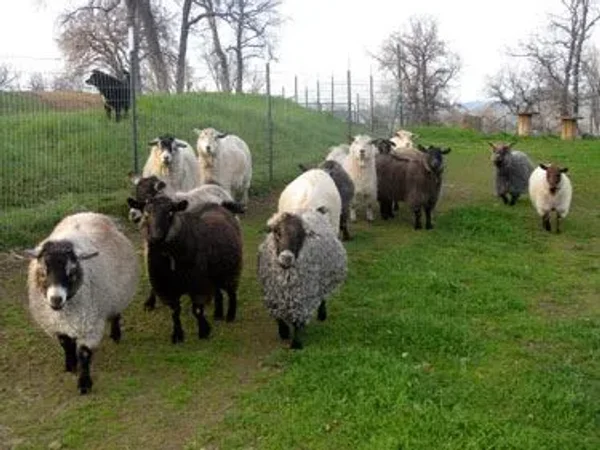 The Pygora goat is a breed of fiber goat that originated from Crossing the registered NPGA Pygmy goat and the white AAGBA Angora goat. Pygora goats produce three distinct kinds of fleece. Pygoras are fiber goats along with the Angora goat, Cashmere goat.