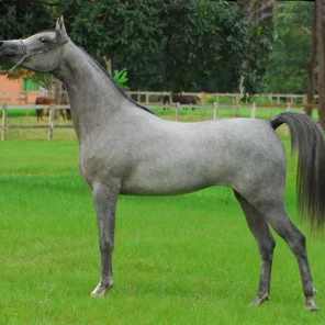 Fayalla HJ