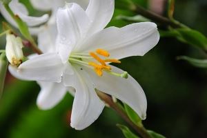 17 Poisonous Plants