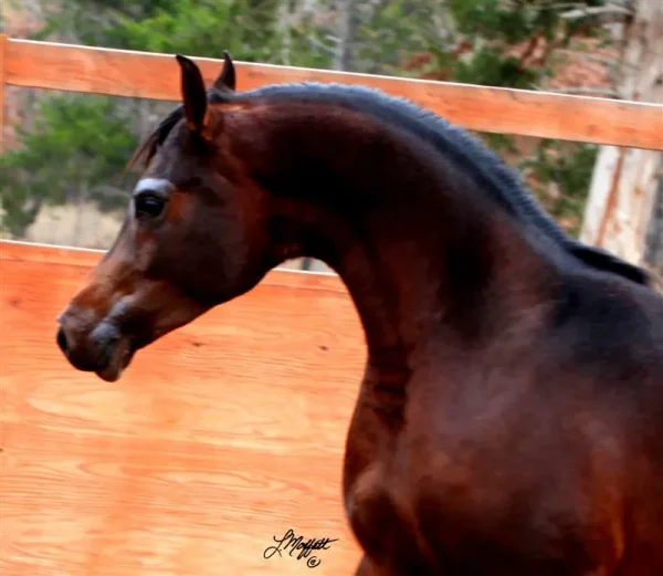 MY WAY RANCH, LLC