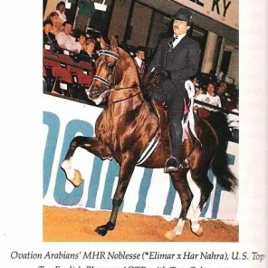 MHR Noblesse +/