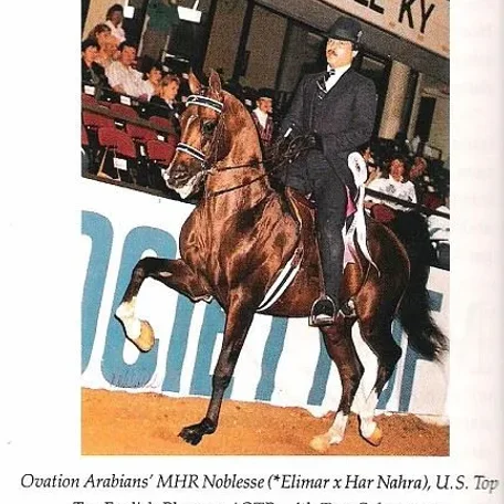 MHR Noblesse +/