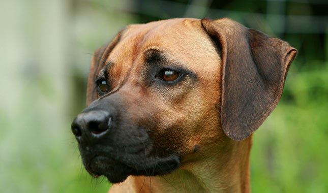 Rhodesian Ridgeback