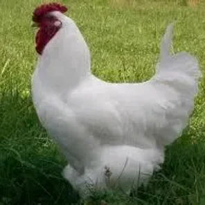 White Wyandotte
