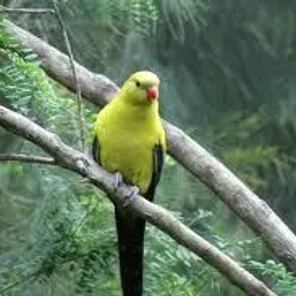 Regent Parrot